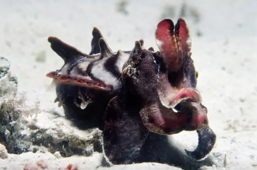 Flamboyant cuttlefish are smarter than cats, can change color instantly, and use their bodies as banners for their emotions. Milne Bay, Papua New Guinea. Photo © Rob Stewart. From the documentary film Revolution.