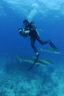 Filming Caribbean reef sharks Bahamas.