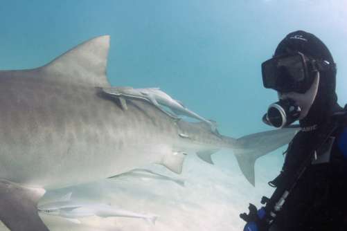 Filming tiger sharks in the Bahamas.