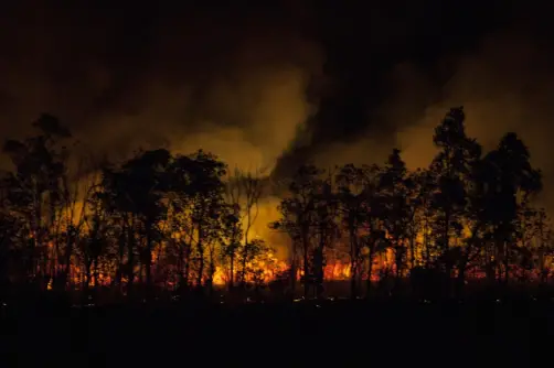 Forest fires release trees’ stored carbon back into the air as carbon dioxide, making deforestation the second largest contributor of greenhouse gases to global warming, worldwide. Photo © Rob Stewart