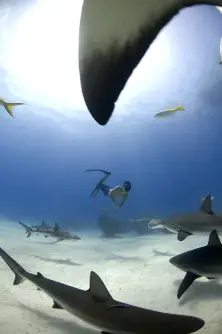 Freediving with caribbean reef sharks Bahamas. Photo © Veruschka Matchett