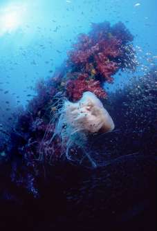 Jellyfish with Juvenile Jacks on Yongala Wreck, Australia. Photo © Rob Stewart. From the documentary film Revolution.