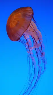 With large predators mostly gone and increasing ocean acidification, jellyfish populations are booming. Photo © Rob Stewart. From the documentary film Revolution.