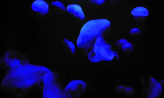 With large predators mostly gone, and increasing ocean acidification, jellyfish populations are booming. Photo © Rob Stewart From the documentary film Revolution.
