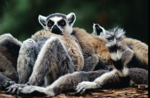 Ring tailed lemurs cuddling, Berenty Reserve, Madagascar. Photo © Rob Stewart. From the documentary film Revolution.