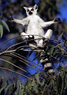 Ring tailed lemurs warm up in the morning sun, Berenty Reserve, Madagascar. Photo © Rob Stewart. From the documentary film Revolution.