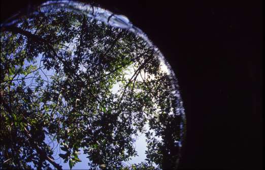 Mangroves, Florida. Photo © Rob Stewart. From the documentary film Revolution