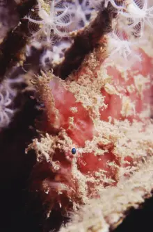 The painted frogfish is a deadly predator in the muck in Papua New Guinea. Photo © Rob Stewart. From the documentary film Revolution.