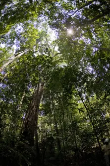 Rainforest, Brazil. Photo © Brennan Grange. From the documentary film Revolution.