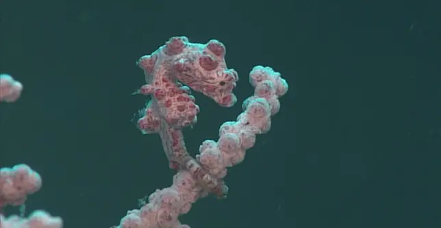 Reef