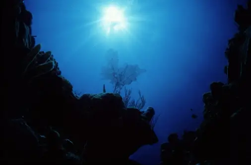 Reef Scene