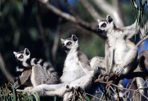 Ring tailed lemurs, Berenty Reserve, Madagascar. Photo © Rob Stewart. From the documentary film Revolution.