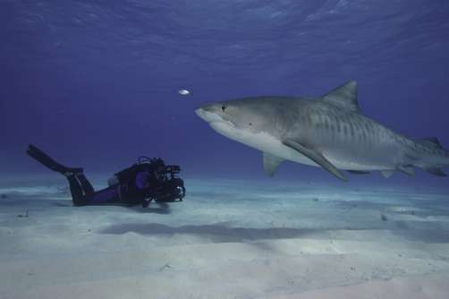 Filming Tiger sharks in the Bahamas. Photo credit Eric Cheng. http://www.echeng.com/
