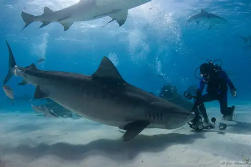 Filming tiger sharks in the Bahamas.
Photo © Jim Abernethy scuba-adventures.com