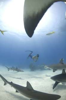 Freediving with Caribbean reef sharks, Bahamas. Photo © Veruschka Matchett
