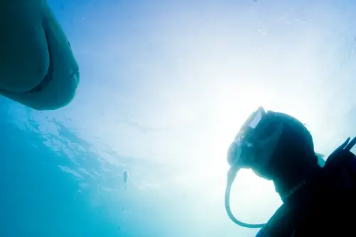 Filming lemon sharks in the Bahamas. From the documentary film Revolution.