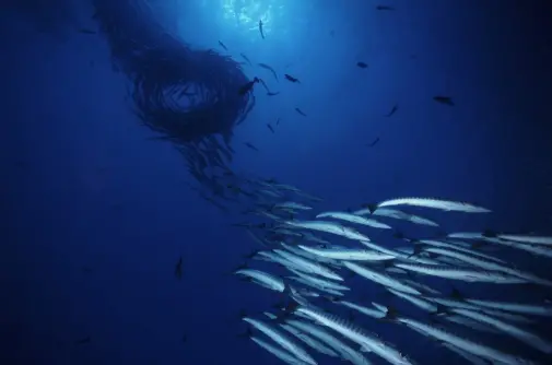 School of Fish. Photo © Rob Stewart