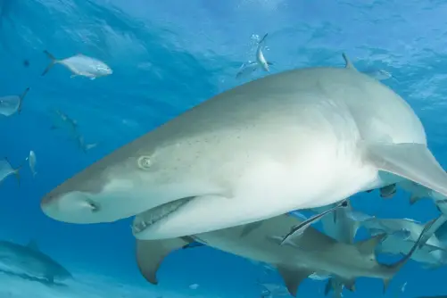 Tiger shark, Bahamas.