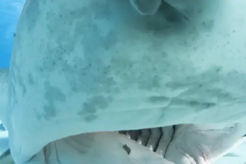 Tiger shark, Bahamas.