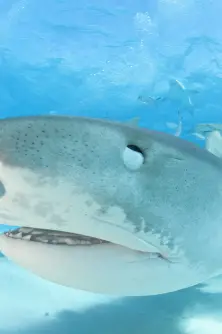 Tiger shark, Bahamas.