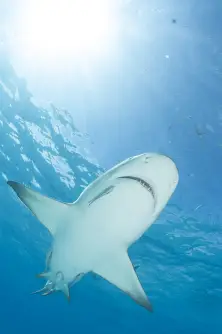 Shark