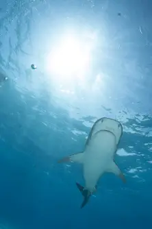 Tiger shark, Bahamas.