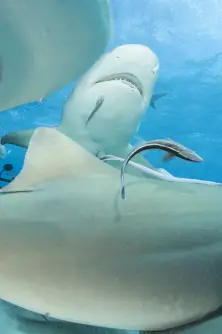 Tiger shark, Bahamas.