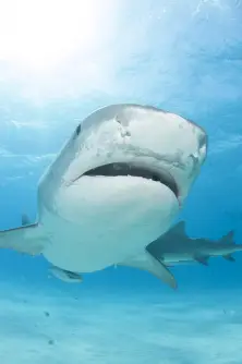 Tiger shark, Bahamas.