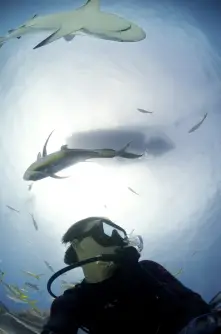 Filming Caribbean reef sharks Bahamas.