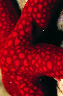 Shrimp on a sea star.