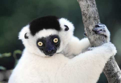Shifaka, Madagascar. Lemurs are primitive primates, and exist only in Madagascar, where their isolation has kept them from being out-competed by other prmiates like monkeys!