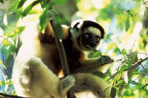 Shifaka, Madagascar. Lemurs are primitive primates, and exist only in Madagascar, where their isolation has kept them from being out-competed by other prmiates like monkeys!