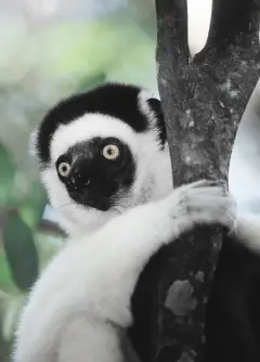 Sifaka, Madagascar. Lemurs are primitive primates, and exist only in Madagascar, where their isolation has kept them from being out-competed by other primates like monkeys!