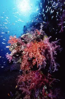 Soft Coral, Myanmar.