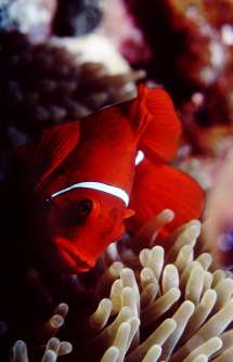 Spine Cheeked anemonefish photographed on Steve’s Bommie, Coral Sea, Australia Photo © Rob Stewart