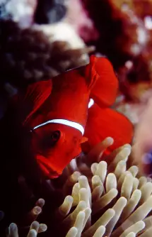 Spine Cheeked anemonefish photographed on Steve’s Bommie, Coral Sea, Australia Photo © Rob Stewart
