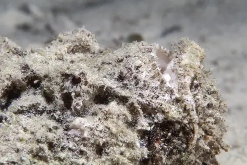 Stonefish portrait - a deadly predator in the Muck.