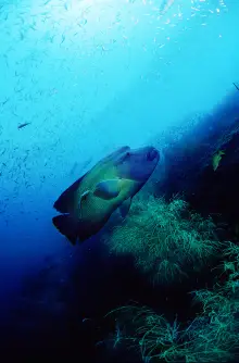 The Napoleon Wrasse is highly valued - its lips are a delicacy. Yongala Wreck, Australia. Photo © Rob Stewart. From the film Revolution.
