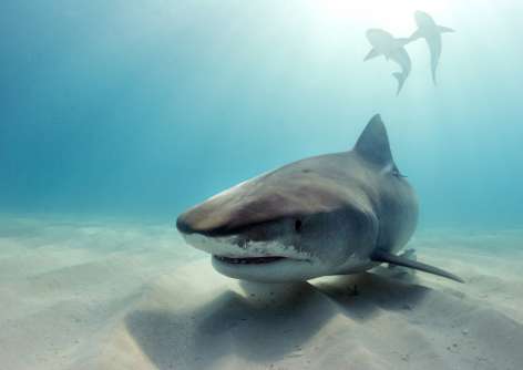 Tiger shark, Bahamas. Photo © Rob Stewart