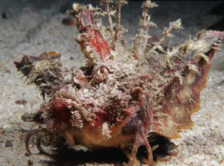 Devil Scorpionfish - a poisonous predator of the muck, in Milne Bay, Papua New Guinea. Photo © Rob Stewart. From the documentary film Revolution.