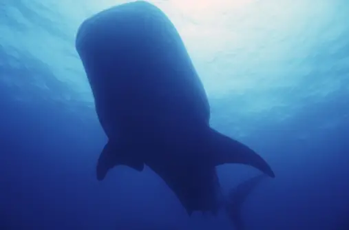 Whale sharks from all over the Atlantic congregate near Isla Mujeres, Mexico every July to feed on Bonito spawn. There were 300 in a 1 kilometre square.
