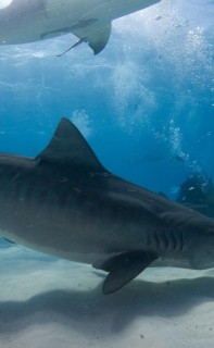 Filming tiger sharks in the Bahamas.  Photo © Jim Abernethy scuba-adventures.com