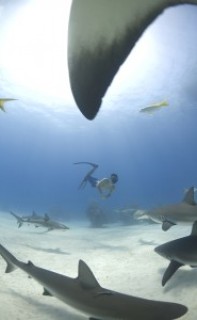 Freediving with Caribbean reef sharks, Bahamas. Photo © Veruschka Matchett