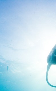 Filming lemon sharks in the Bahamas. From the documentary film Revolution.