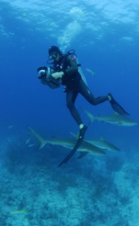 Filming Caribbean reef sharks Bahamas.