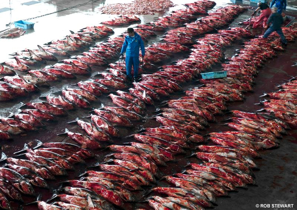  Sobrepesca de tiburones solo por sus aletas