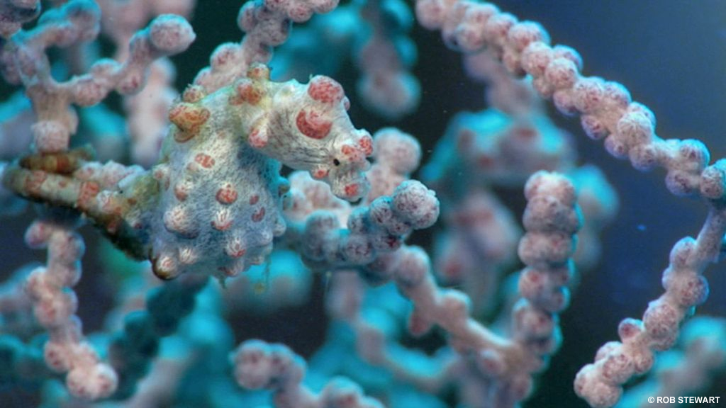 The Pygmy Seahorse is among one of species threatened by Ocean Acidification