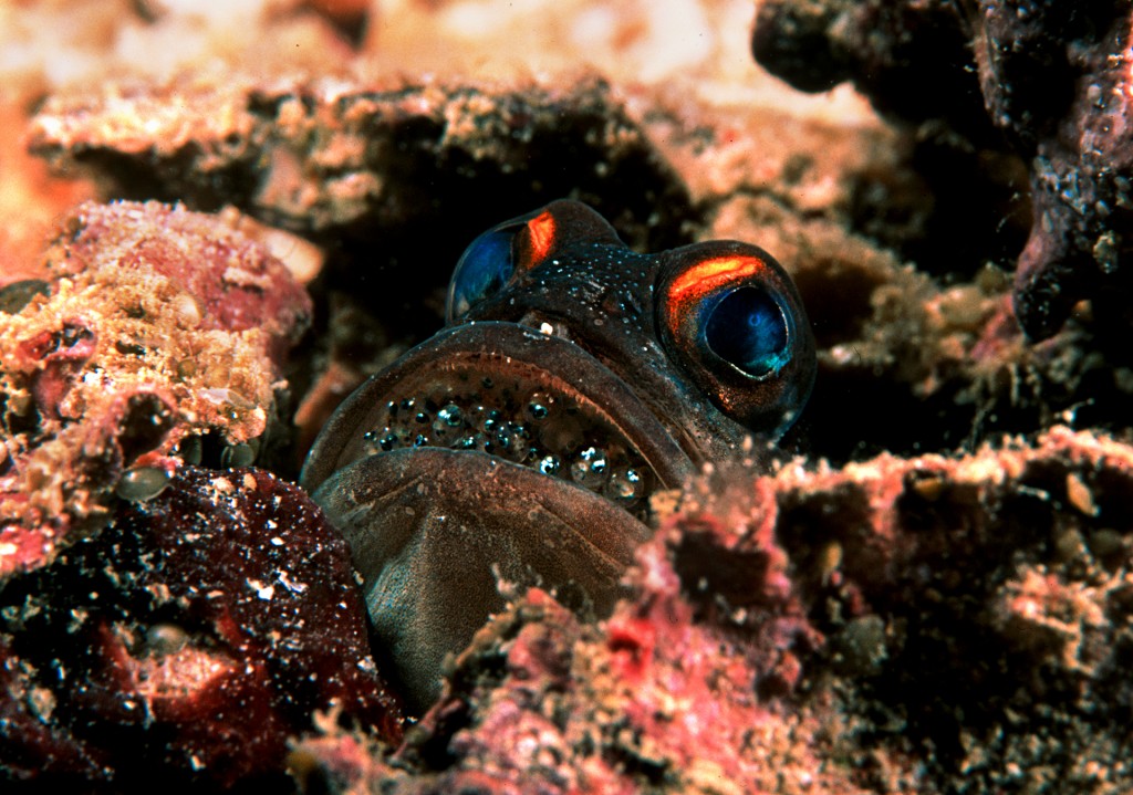 Jawfish Mouth Brooding - notice eyes and the eggs in its mouth. Photo © Rob Stewart. From the documentary film Revolution.