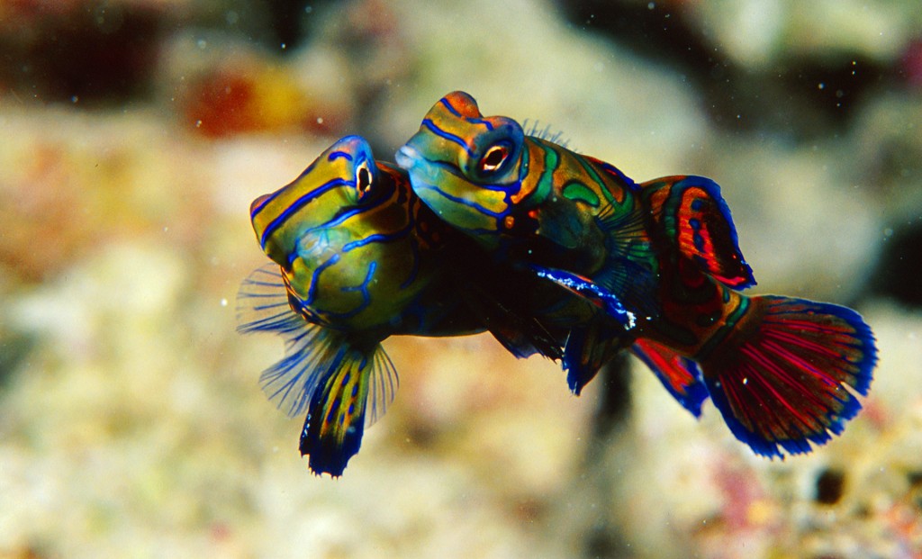 Mating Mandarinfish. Photo © Rob Stewart. From the documentary film Revolution