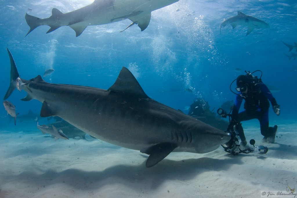 Filming tiger sharks in the Bahamas.  Photo © Jim Abernethy scuba-adventures.com
